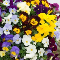 Trailing Hardy Pansy 'Fragrant Waterfall ' -Garden Plants Sales 401455 2