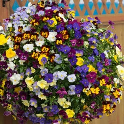 Trailing Hardy Pansy 'Fragrant Waterfall ' -Garden Plants Sales 401455 3