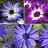 Senetti Collection 2 Senetti Collection -Garden Plants Sales 401488