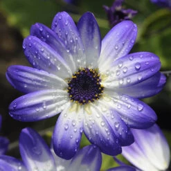 Senetti Collection -Garden Plants Sales 401488 2