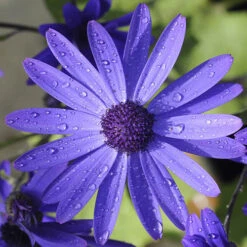Senetti Collection -Garden Plants Sales 401488 3