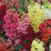 Antirrhinum 'Mini Butterflies' Mix 1 Antirrhinum 'Mini Butterflies' Mix -Garden Plants Sales 410048