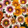 Gazania 'Tiger Stripes Mix' -Garden Plants Sales 410060
