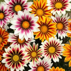 Gazania 'Tiger Stripes Mix'