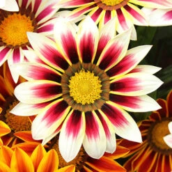 Gazania 'Tiger Stripes Mix' -Garden Plants Sales 410060 2