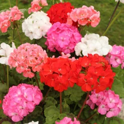 Geranium 'Cabaret Mix' -Garden Plants Sales 410062 1