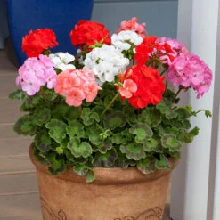 Geranium 'Cabaret Mix' -Garden Plants Sales 410062 2