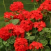 Geranium 'Ultimate Red' 1 Geranium 'Ultimate Red' -Garden Plants Sales 410064