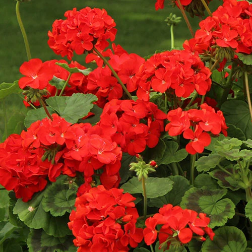Geranium 'Ultimate Red'