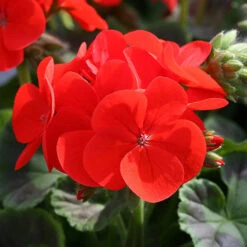 Geranium 'Ultimate Red' -Garden Plants Sales 410064 2