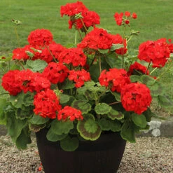 Geranium 'Ultimate Red' -Garden Plants Sales 410064 3