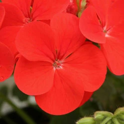 Geranium 'Ultimate Red' -Garden Plants Sales 410064 4
