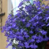 Lobelia 'Crystal Palace Blue' 10 X Garden Ready Plugs -Garden Plants Sales 410068