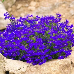 Lobelia 'Crystal Palace Blue' 10 X Garden Ready Plugs -Garden Plants Sales 410068 2