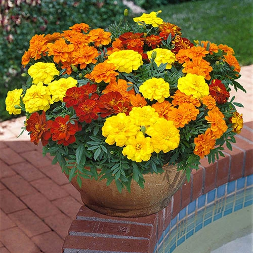 Marigold Durango Mix 4 Marigold Durango Mix - Image 2