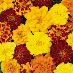 Marigold Durango Mix 8 Marigold Durango Mix -Garden Plants Sales 410072 2
