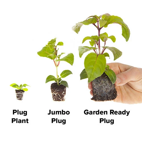 Marigold Durango Mix 6 Marigold Durango Mix - Image 4