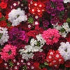 Verbena 'Quartz' Mix 1 Verbena 'Quartz' Mix -Garden Plants Sales 410076