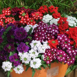 Verbena 'Quartz' Mix -Garden Plants Sales 410076 1