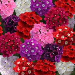 Verbena 'Quartz' Mix -Garden Plants Sales 410076 2