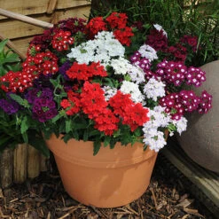 Verbena 'Quartz' Mix -Garden Plants Sales 410076 3