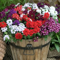 Verbena 'Quartz' Mix -Garden Plants Sales 410076 4