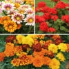Warm Summer Glow Collection -Garden Plants Sales 410099