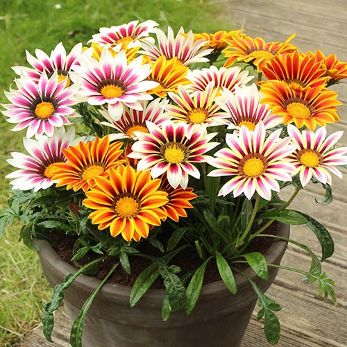 Warm Summer Glow Collection 4 Warm Summer Glow Collection - Image 2