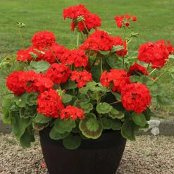 Warm Summer Glow Collection 8 Warm Summer Glow Collection -Garden Plants Sales 410099 2