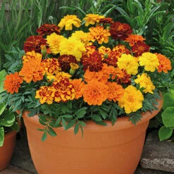 Warm Summer Glow Collection 9 Warm Summer Glow Collection -Garden Plants Sales 410099 3