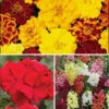 Cottage Garden Bedding Collection -Garden Plants Sales 410100