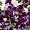 Pansy Cool Wave Berries & Cream Mix 2 Pansy Cool Wave Berries & Cream Mix -Garden Plants Sales 410112