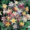 Aquilegia M Scott Elliott Mix -Garden Plants Sales 410117