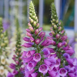Foxglove Dalmatian Mix -Garden Plants Sales 410119 1