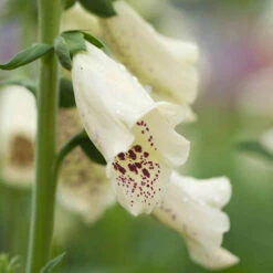 Foxglove Dalmatian Mix -Garden Plants Sales 410119 2