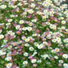 Erigeron Sea Of Blossom -Garden Plants Sales 410120