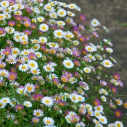 Erigeron Sea Of Blossom -Garden Plants Sales 410120 1