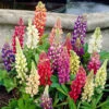 Lupin Gallery Mix -Garden Plants Sales 410123