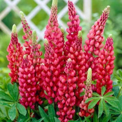 Lupin Gallery Mix -Garden Plants Sales 410123 2