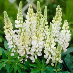 Lupin Gallery Mix -Garden Plants Sales 410123 3