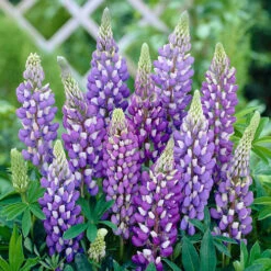 Lupin Gallery Mix -Garden Plants Sales 410123 4