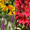 Garden Ready Perennial Bundle -Garden Plants Sales 410173