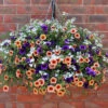 'Fruit Salad' Pre-Planted Basket -Garden Plants Sales 450013