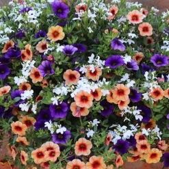 Garden Plants Sales 38 Garden Plants Sales -Garden Plants Sales 450013 1