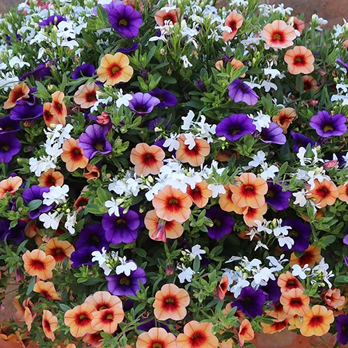 'Fruit Salad' Pre-Planted Basket 4 'Fruit Salad' Pre-Planted Basket - Image 2