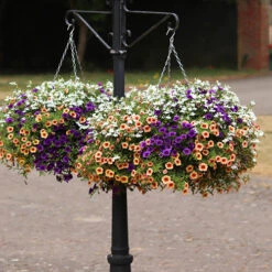 'Fruit Salad' Pre-Planted Basket 8 'Fruit Salad' Pre-Planted Basket -Garden Plants Sales 450013 2