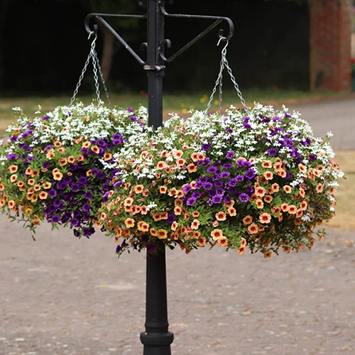 'Fruit Salad' Pre-Planted Basket 5 'Fruit Salad' Pre-Planted Basket - Image 3