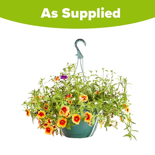 'Fruit Salad' Pre-Planted Basket 6 'Fruit Salad' Pre-Planted Basket - Image 4