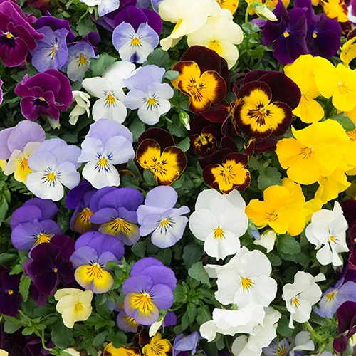 Preplanted 'Pansy Cool Wave' Hanging Basket 4 Preplanted 'Pansy Cool Wave' Hanging Basket - Image 2