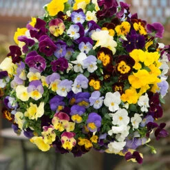 Preplanted 'Pansy Cool Wave' Hanging Basket 7 Preplanted 'Pansy Cool Wave' Hanging Basket -Garden Plants Sales 450022 2